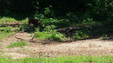 An-adult-individual-seen-walking-towards-the-left-from-the-shadow-of-the-forest,-butterflies-flying-around