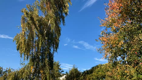 Autumn-trees-in-the-wind