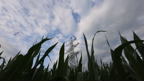 Bottom-up-shot-of-maize-field-plants-and-power-plant-power-poles-against-cloudy-day