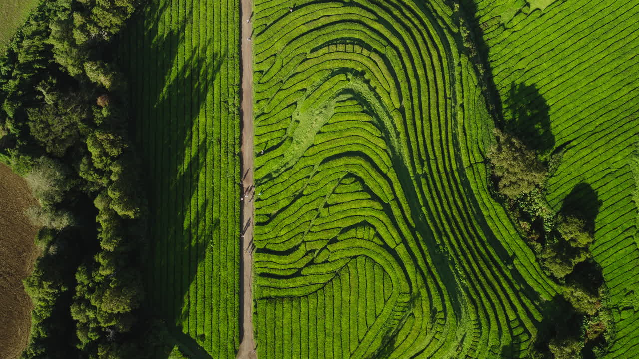 Vista aerea dall'alto di una piantagione di tè verde con persone che camminano su un sentiero