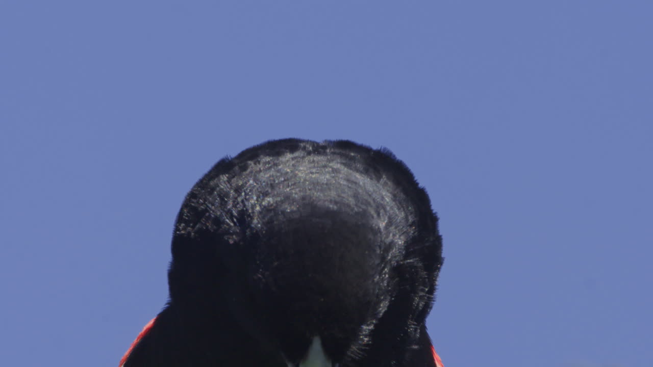Pássaro Bobolink macho virando a cabeça contra o céu azul límpido.