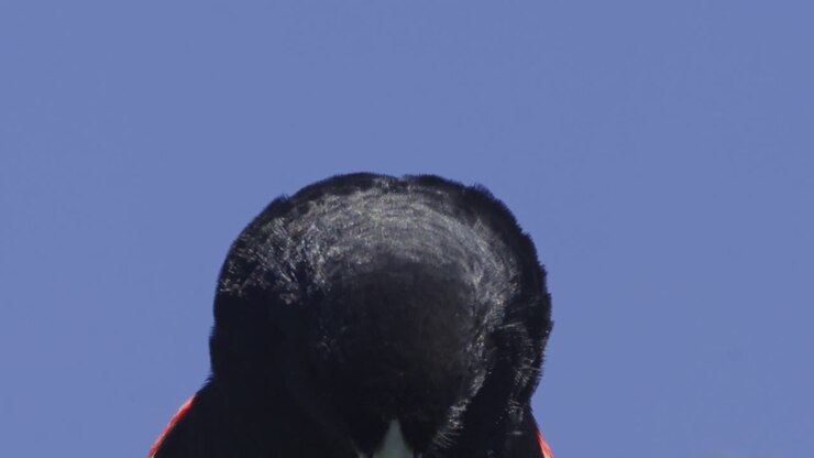 Male Bobolink Bird Turning Head Against Clear Blue Sky
