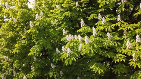 chestnut flowers blossoming on a tree in a park