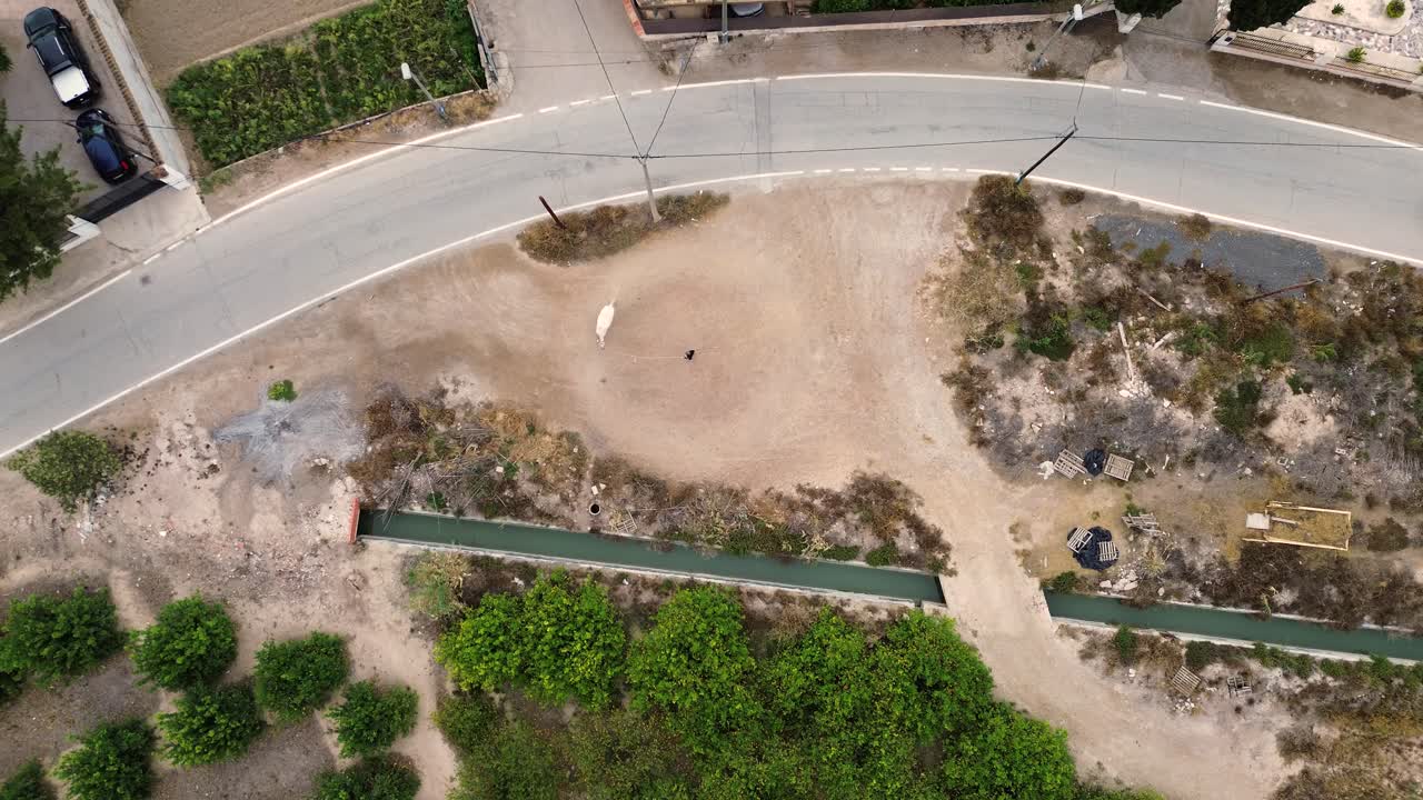 White horse tamed by senior cowboy by driving him in circles
