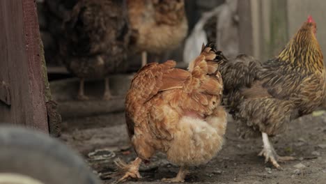 domestic chickens walk on the ground. background of old farm. search of food