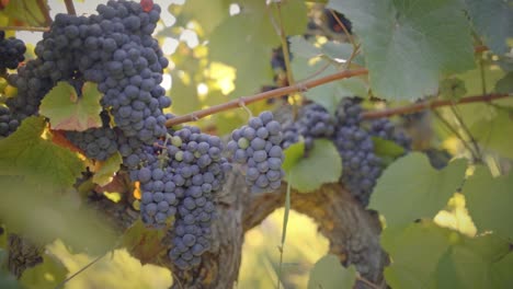 Group of red grape clusters in a vineyard medium shot