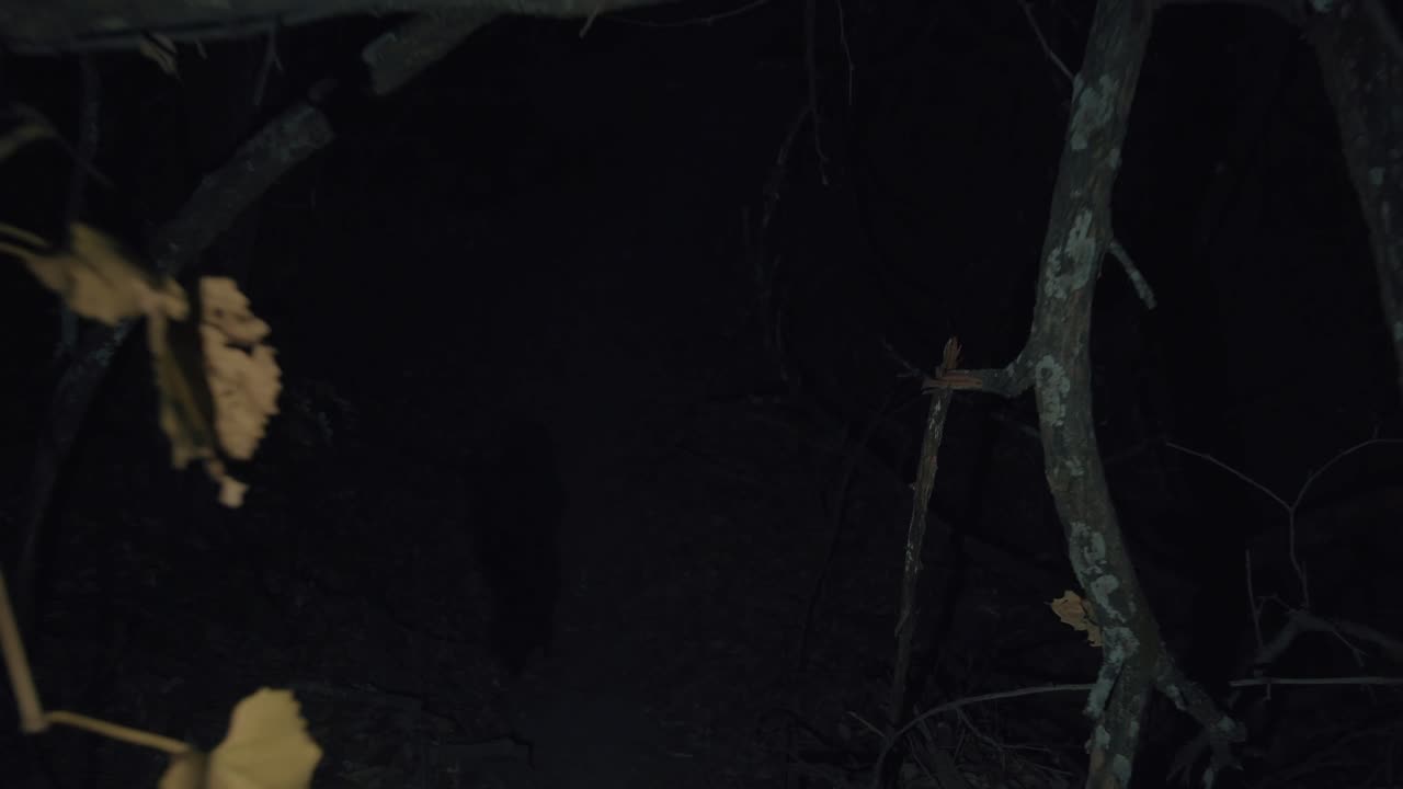 Eerie Night in the Dark Forest