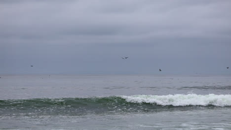 seagulls flying above the waves on an overcast day at point dume state nature preserve beach park in malibu, california