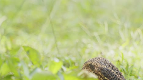 monitor lagarto revelando su cabeza en hierba verde, reptil en ambiente natural