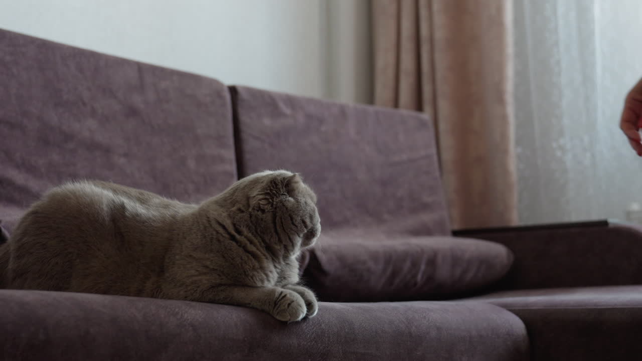 Cats Relaxing On Sofa, Calm Scottish Fold Enjoying Rest, Amber Eyed Cat Peacefully Dozing On Comfortable Furniture, Serene Scottish Fold Feline Lounging With Closed Eyes On Cushioned Seat