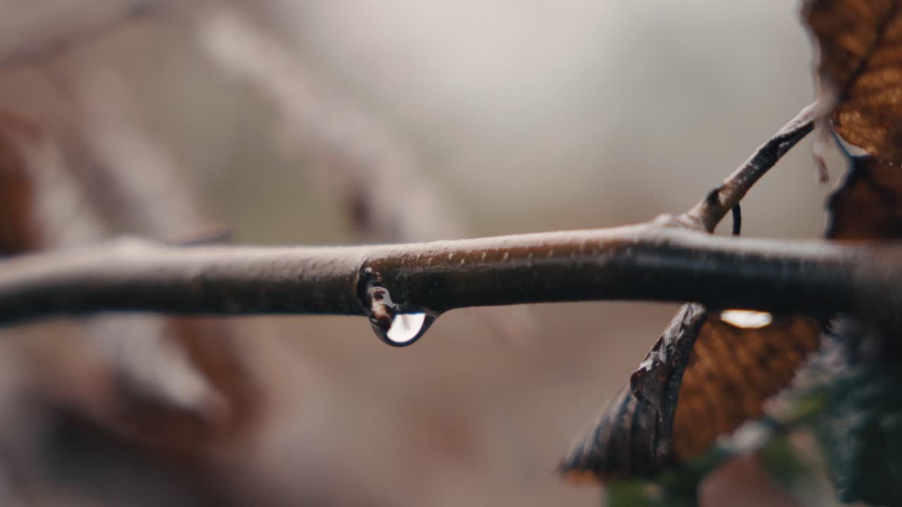 A single water droplet clings to a branch, symbolizing resilience and endurance. Dominant earthy brown tones reflect nature's steadfast beauty.