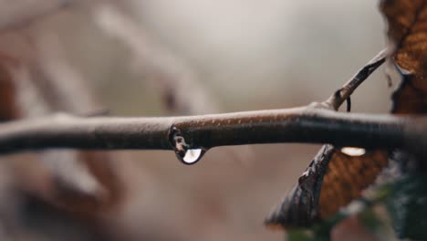 a single water droplet clings to a branch, symbolizing resilience and endurance. dominant earthy brown tones reflect nature's steadfast beauty.