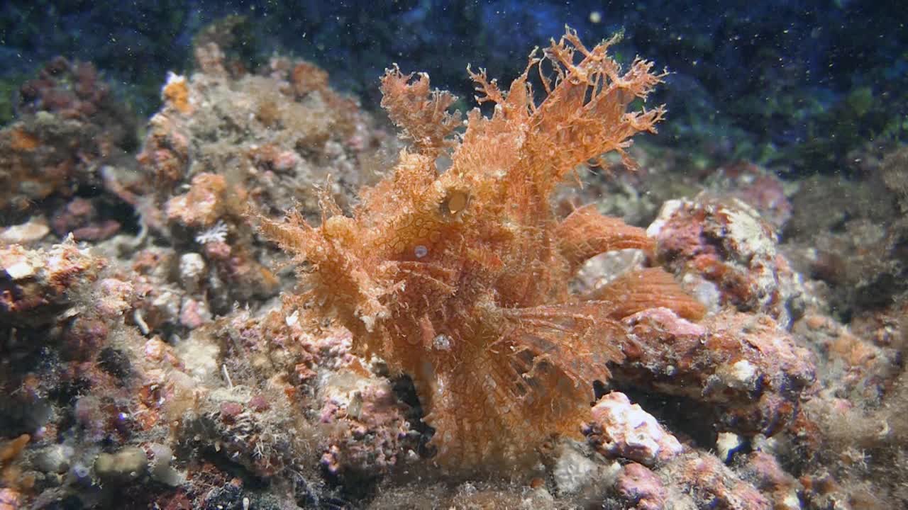 el pez escorpión maleza también conocido como rhinopias frondosa se mueve lentamente sobre el arrecife de coral, la vista lateral revela ojos falsos debajo de los ojos reales para engañar a los enemigos y las presas