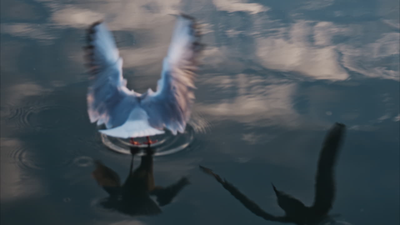 Close up of a seagull flying above the sea and touching the water