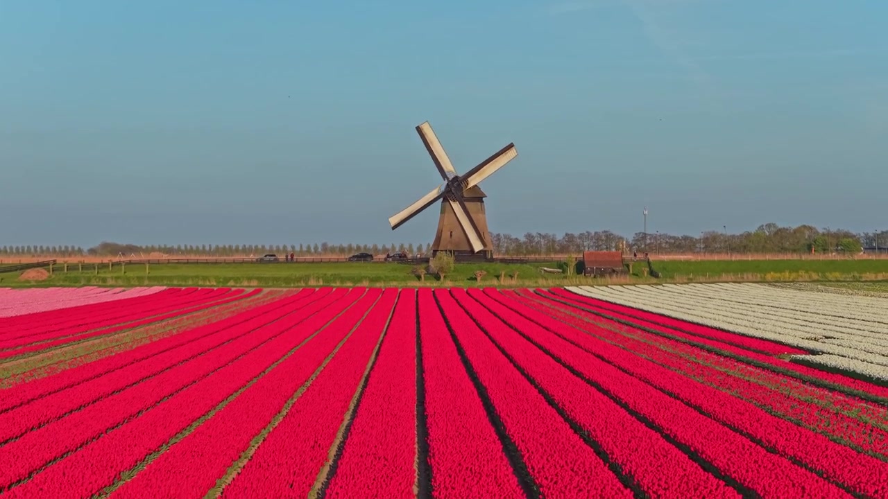 Nederlandsk vindmølle som spinner over et rødt tulipanfelt i Nederland