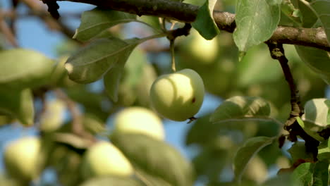 green apple hang on a tree branch at summer