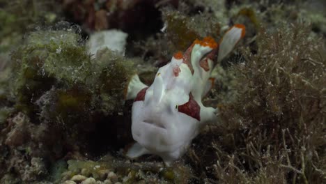 Pez-Sapo-Payaso-Aferrándose-A-La-Hierba-Marina-En-El-Arrecife-De-Coral