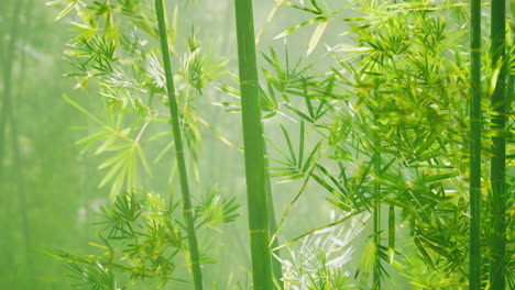 Green-bamboo-in-the-fog-with-stems-and-leaves