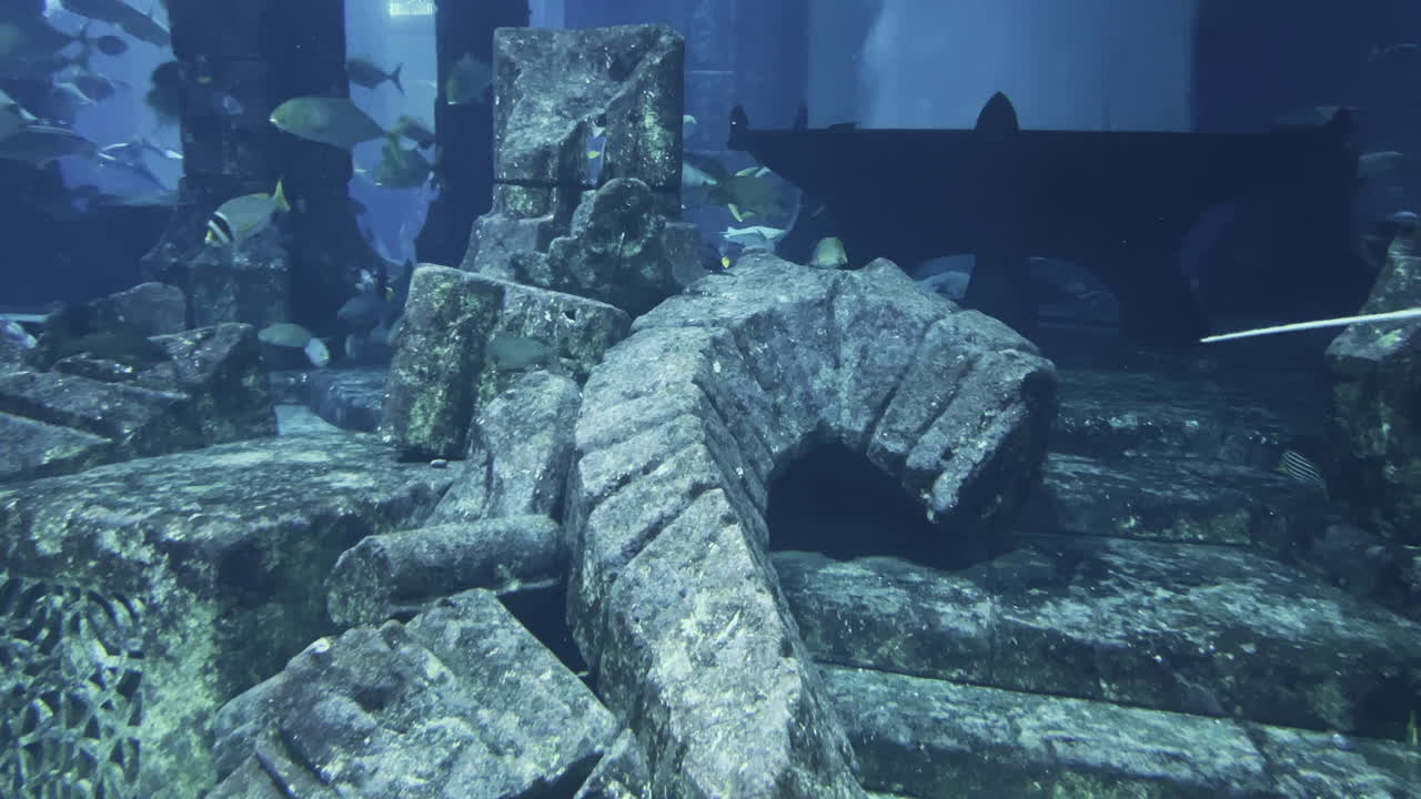 una mantarraya seguida por un tiburón dentro de un acuario