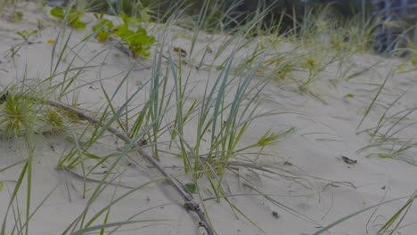 grass swaying on sandy currumbin beach