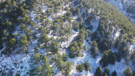 Bosque-Cubierto-De-Nieve