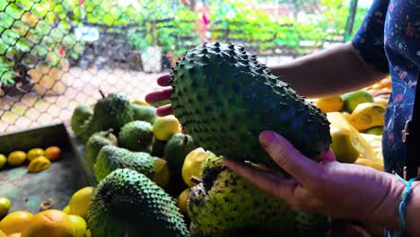 hand holding green color whole ripe soursop fruit or annona muricata or graviola