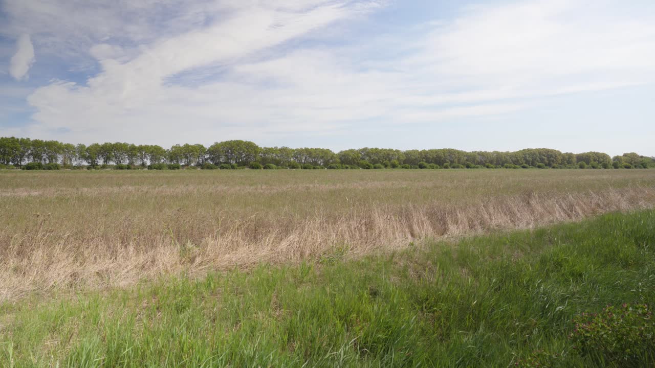 Slow revealing shot of a farmers field overrun with wildflowers in the countryside