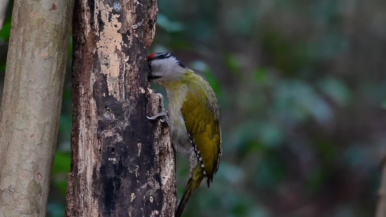el pájaro carpintero de cabeza gris también se llama pájaro carpintero de cara gris se encuentra en muchos parques nacionales en tailandia y es muy particular en la elección de su hábitat para que prospere