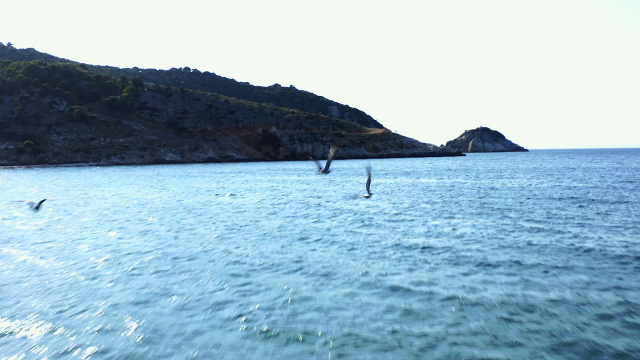 해변에서 날아가는 갈매기의 드론 샷