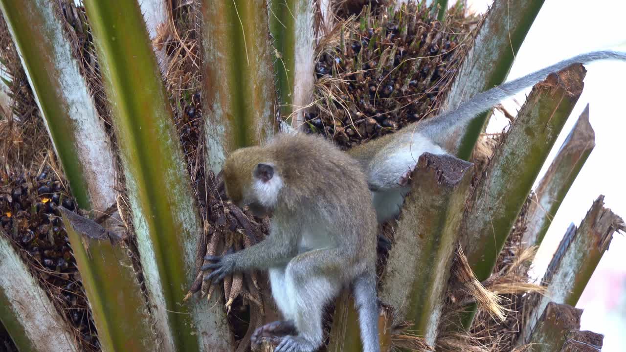 dos macacos de cola larga, macacos comedores de cangrejos, macaca fascicularis en la palma, oportunistas atacantes de cultivos ocupados cavando con sus manos prensiles y alimentándose de nueces de palma y frutas