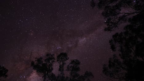 time-lapse of stars moving above a dark forest