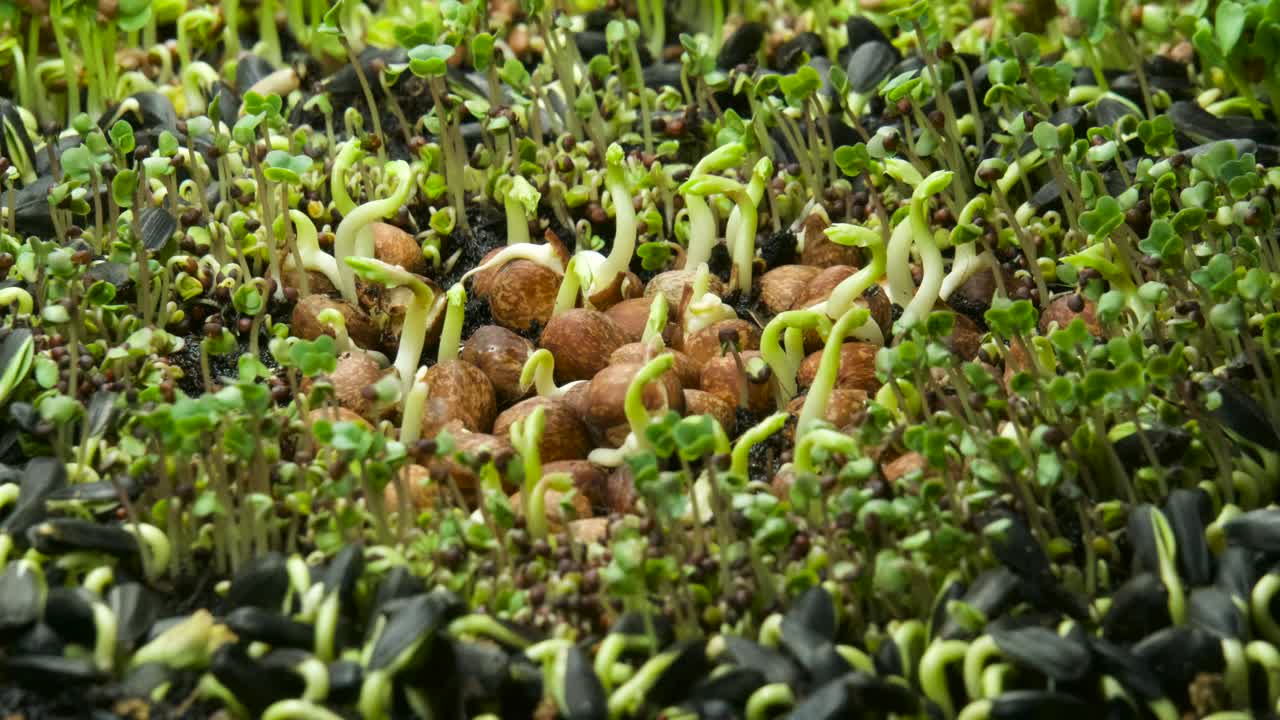 un lapso de tiempo que muestra un grupo de varias semillas que brotan durante el proceso de germinación, incluidas semillas de guisantes, brócoli y girasol