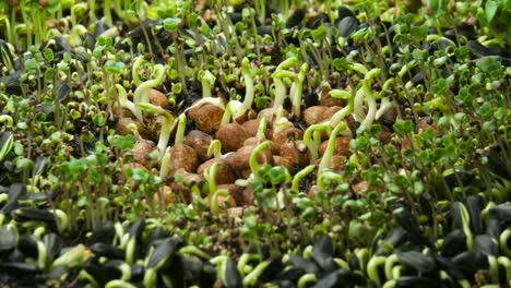 A-time-lapse-showing-a-group-of-various-sprouting-seeds-during-the-germination-process-including-pea,-broccoli-and-sunflower-seeds