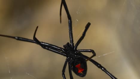 Vídeo-Estático-De-Una-Araña-Viuda-Negra-Del-Sur,-Latrodectus-Mactans,-En-Una-Red.