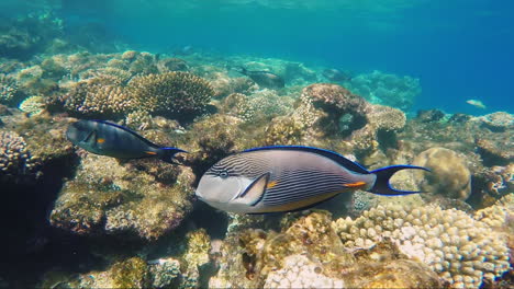 Die-Pracht-Der-Unterwasserwelt-Mit-Ihrer-Vielfältigen-Flora-Und-Fauna