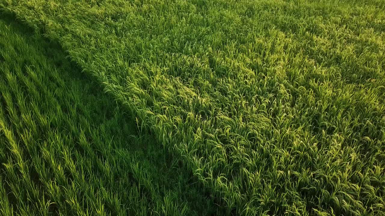 fase de crecimiento del arroz en el campo de la granja de jardín el arroz en verano el agricultor produce alimentos materia prima en el prado verde hora de la puesta del sol mañana trabajando la gente local mercado de agricultores en iran gilan vida forestal