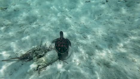 Tilt-up-sea-turtle-underwater,-from-from-bottom-to-surface,-crystal-caribbean-sea