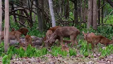 El-Ciervo-Del-Campo-Es-Una-Especie-En-Peligro-De-Extinción-Debido-A-La-Pérdida-De-Hábitat-Y-La-Caza