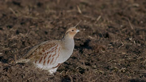 Perfect-closeup-of-gray-partridge-bird-walking-on-road-and-grass-meadow-feeding-and-hiding