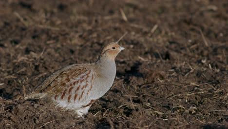 primer plano perfecto de pájaro perdiz gris caminando por la carretera y pradera de hierba alimentándose y escondiéndose