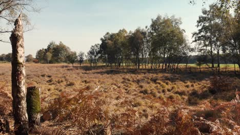 Deslizándose-Lentamente-Hacia-Adelante-Saliendo-De-Un-Bosque-De-Páramos,-Revelando-El-Campo-De-Brezo-Seco-Más-Amplio-Al-Atardecer,-Haciéndolo-Tener-Un-Brillo-Dorado-Con-Un-Cielo-Azul