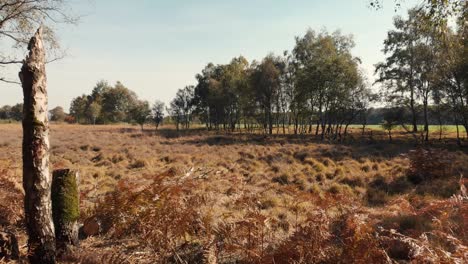 deslizándose lentamente hacia adelante saliendo de un bosque de páramos, revelando el campo de brezo seco más amplio al atardecer, haciéndolo tener un brillo dorado con un cielo azul