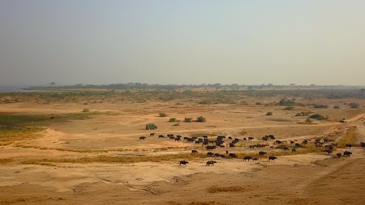 Scattered herd of African buffalo Syncerus caffer traversing golden dry, open plain with sparse vegetation in Uganda, highlightning behavior and wildlife movement typical of this East African habitat