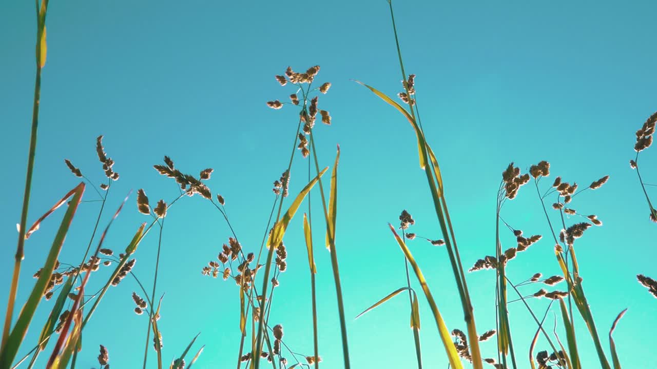 녹색 잔디는 파란 하늘의 배경에 바람에 움직인다