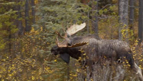 Große-Elche-Mit-Riesigen-Hörnern,-Die-Am-Straßenrand-In-Den-Wald-Gehen,-Um-In-Einem-Kanadischen-Nationalpark,-Felsigen-Bergen,-Zu-Essen