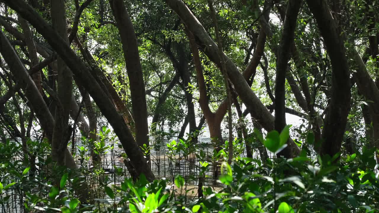 아름다운 맹그로브 숲과 어린 나무도 자란다, rhizophora, 태국