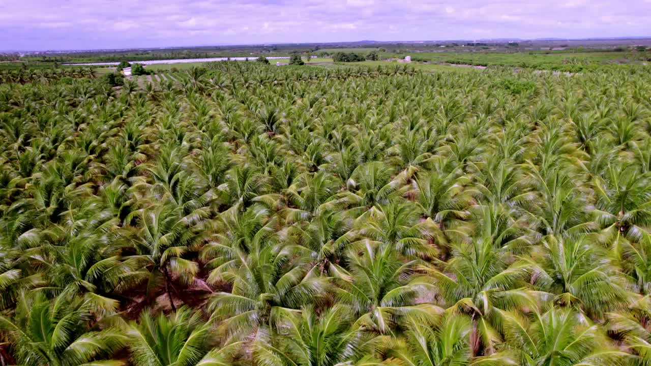 campo de plantas de coco hasta donde puede ver el ojo, fondo de cielo azul