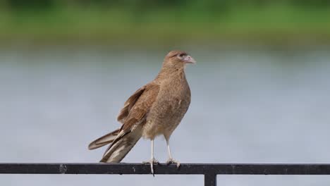 Chimango-Caracara-Salvaje,-Milvago-Chimango-Posado-En-La-Barandilla-De-Metal,-Mirando-Hacia-El-Cielo-Esperando-Pacientemente-Presas-Potenciales-En-El-Desierto