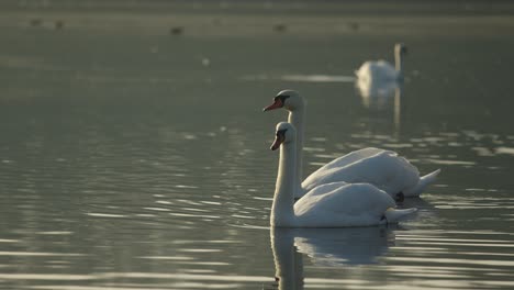 2-swans-on-water-swimming-together