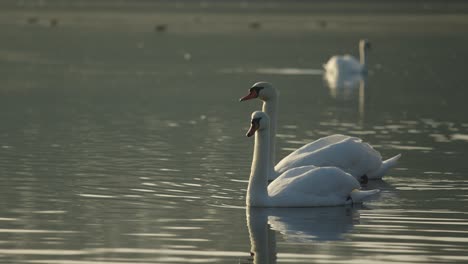 2 cisnes en el agua nadando juntos
